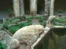 Ocuituco, Patio Fountain detail.JPG (50747 bytes)