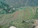 Terraces at Pisac.JPG (53385 bytes)