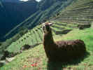 Terraqces at Machu Pichu.JPG (69695 bytes)